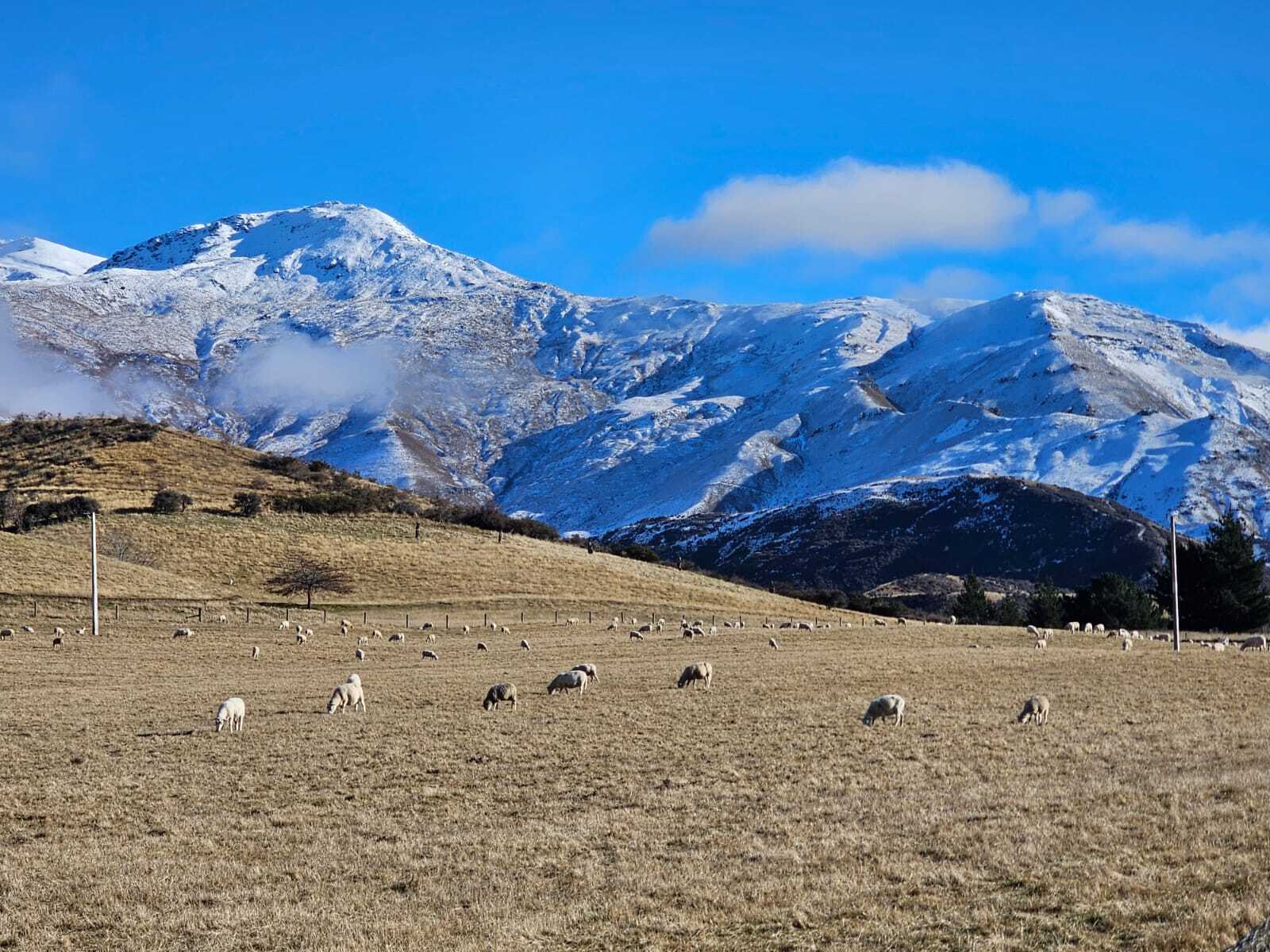 Gibbston Backroad Sheep-image